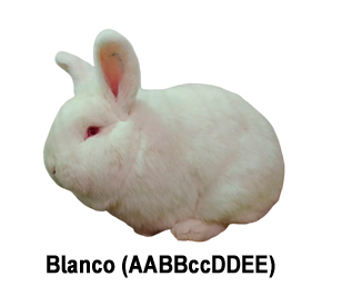 Conejo blanco con ojos rojos